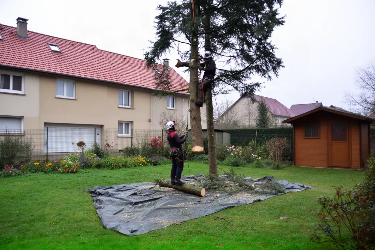 Arboriste démontant un arbre dangereux avec cordes à Mulhouse