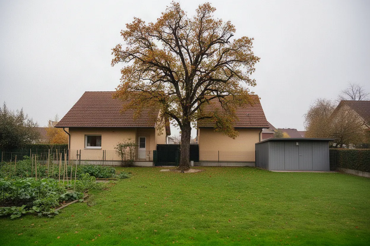 Arbre dépérissant avant abattage à Brunstatt-Didenheim