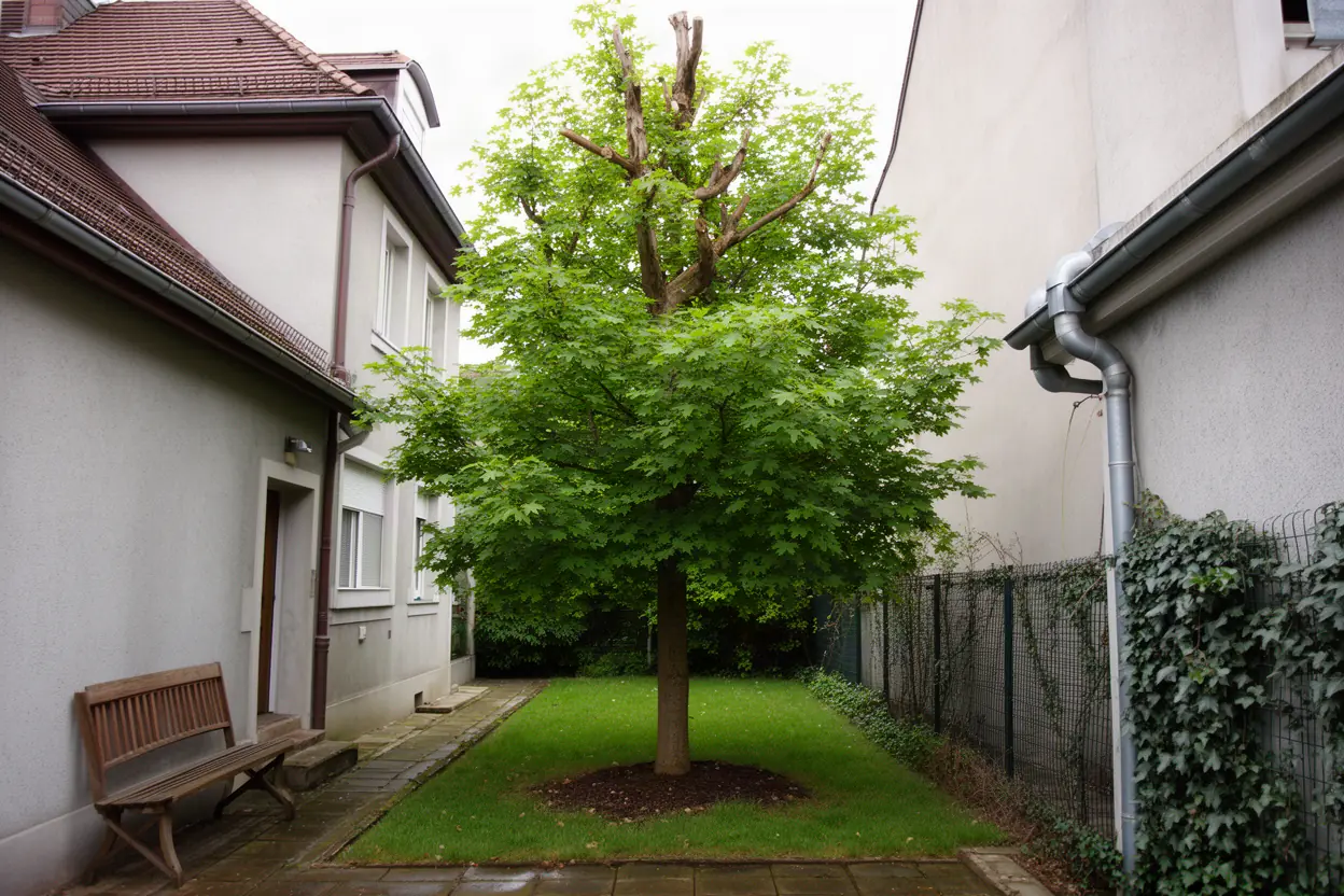 Érable dense avant élagage dans une cour à Mulhouse