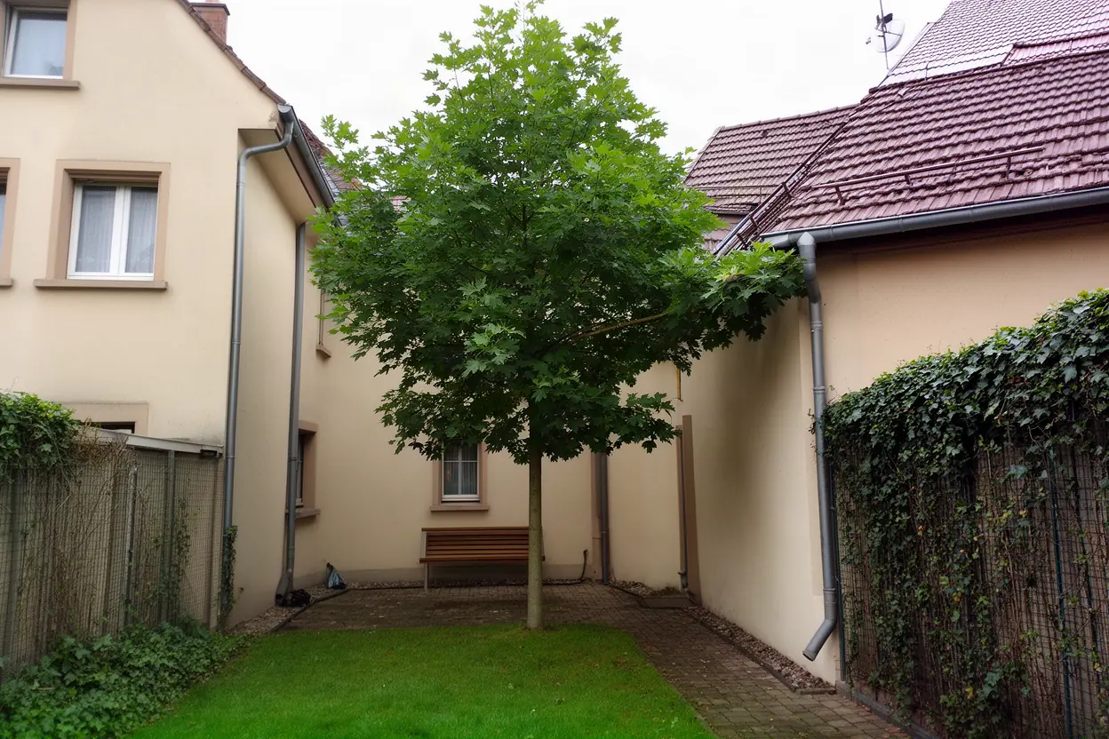 Érable dense avant taille douce à Mulhouse