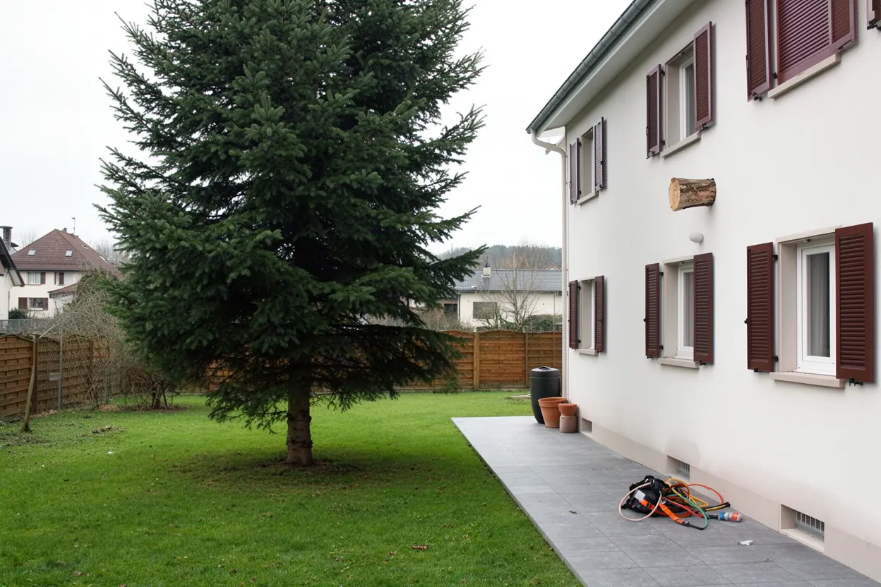 Conifère rééquilibré après élagage à Riedisheim