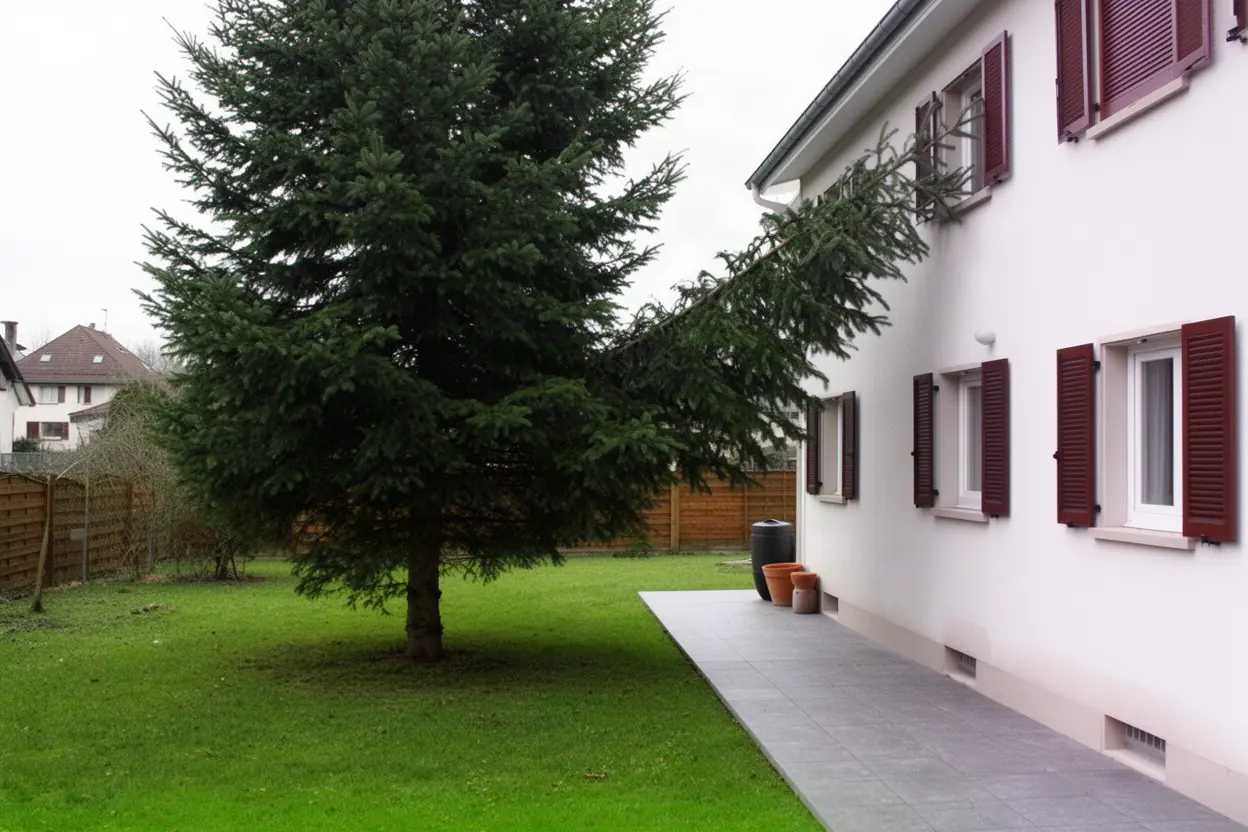 Conifère contre façade avant intervention à Riedisheim