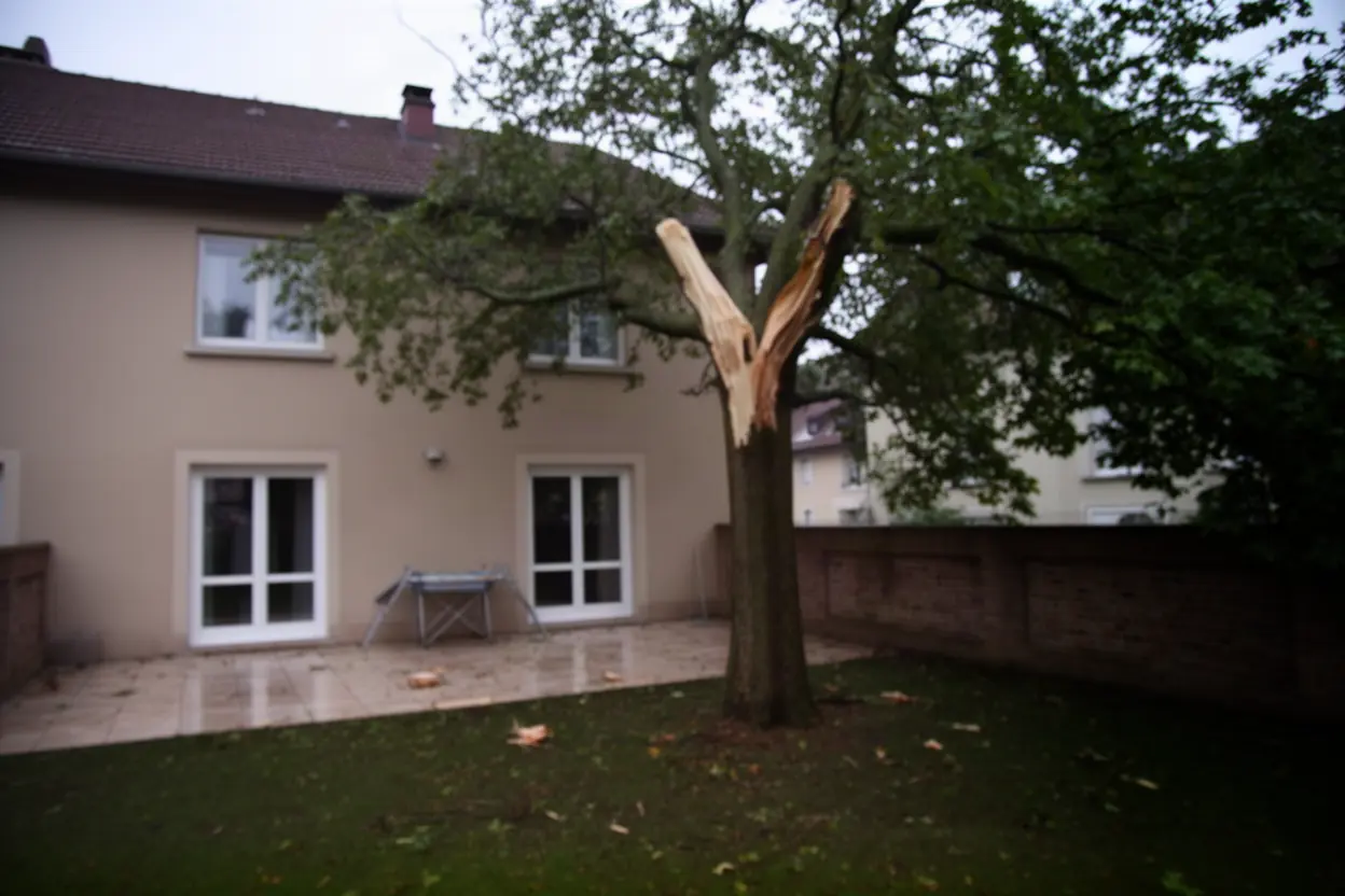 Hêtre fendu menaçant une terrasse à Mulhouse