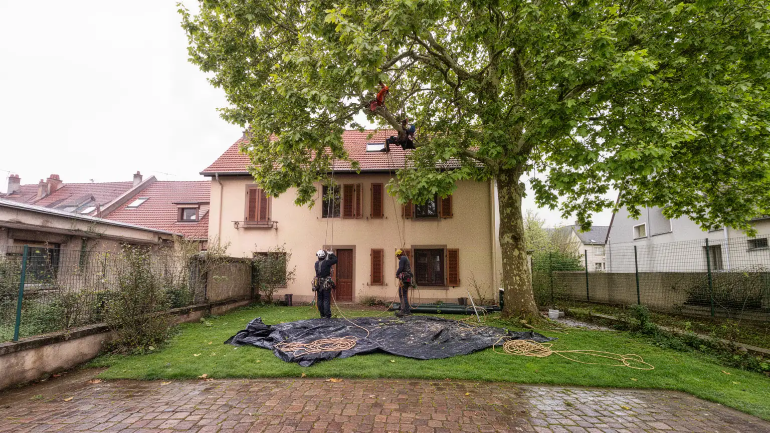 Élagage et Abattage d'arbres à Mulhouse : Votre Arboriste Grimpeur